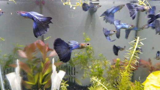 Japan Blue Guppy Complete Guide