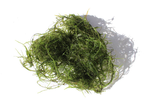 Java Moss Live Aquarium Plant Complete Guide