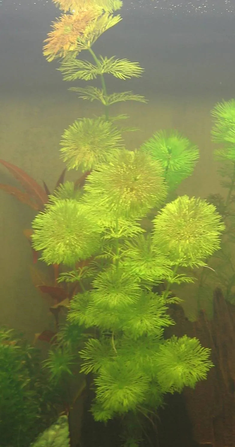 Limnophila Sessiliflora Live Aquarium Plant Complete Guide