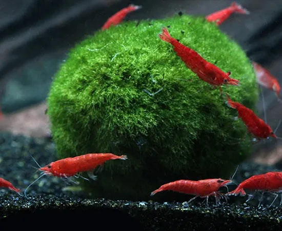 Marimo Moss Ball Live Aquarium Plant Complete Guide