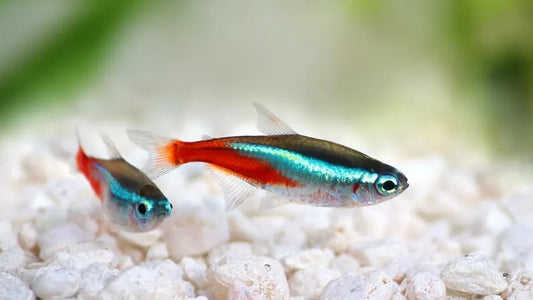 A Complete Guide On How to Care for Neon Tetra