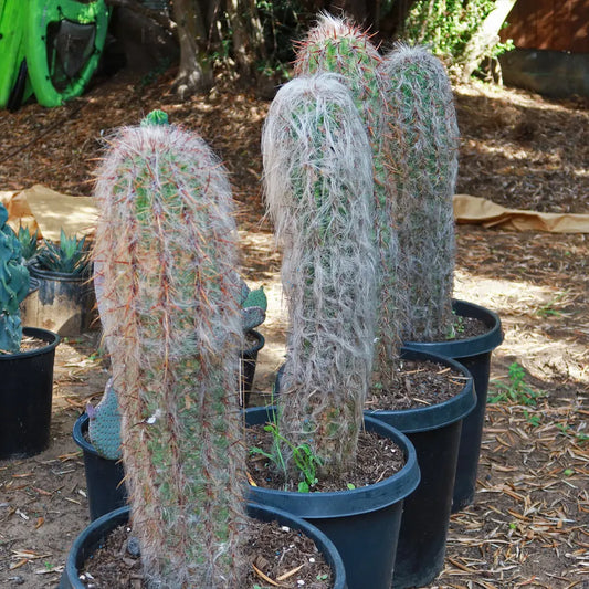 Old Man of The Andes Cactus Complete guide