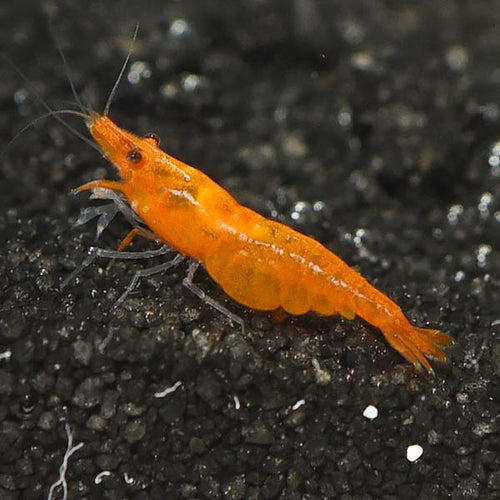 A Complete Guide On How to Care for Neocaridina Shrimp