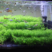 Answering 'Are Live Aquarium Plants Hard to Keep?'