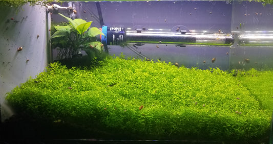 Pearl Weed Live Aquarium Plant Complete Guide