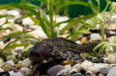 A Complete Guide On How to Care for Plecos