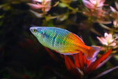 A Complete Guide On How to Care for Rainbowfish