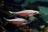 A Complete Guide On How to Care for Rasbora