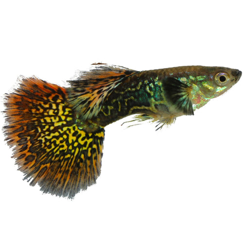 Red Mosaic Dragon Guppy Complete Guide