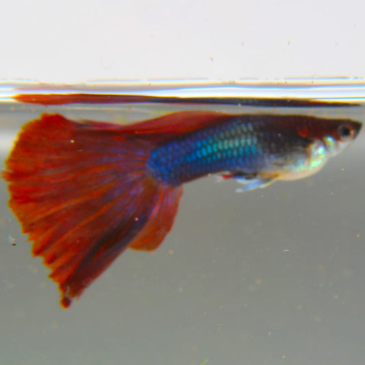 Why Your Guppies Are Staying at the Top of the Tank