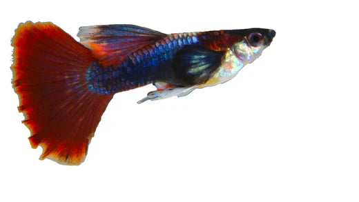 Red Rose Guppy Complete Guide