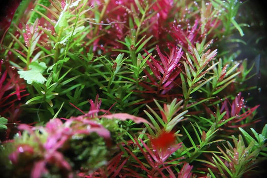 Rotala Indica Live Aquarium Plant Complete Guide