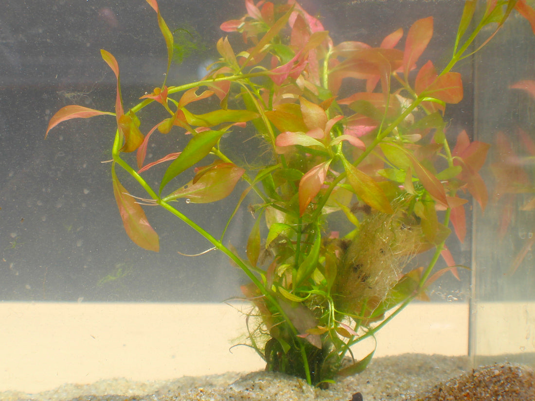 Rotala Rotundifolia Live Aquarium Plant Complete Guide