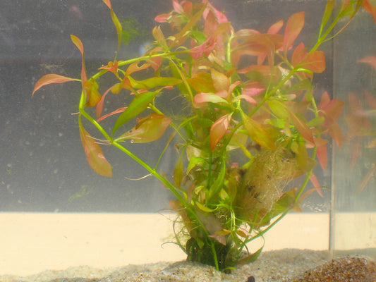 Rotala Rotundifolia Live Aquarium Plant Complete Guide