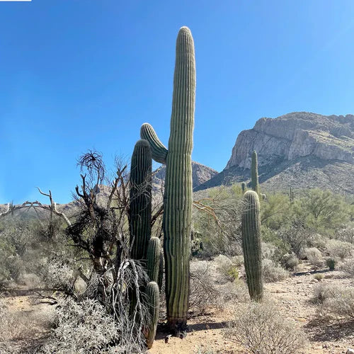 Saguaro Cactus Complete Guide