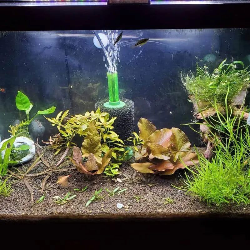 Do Fish Tanks Need Filters?
