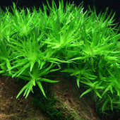 Star Grass Live Aquarium Plant Complete Guide