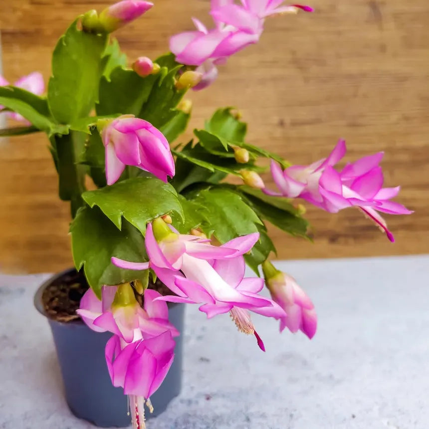 Thanksgiving Cactus Complete Guide