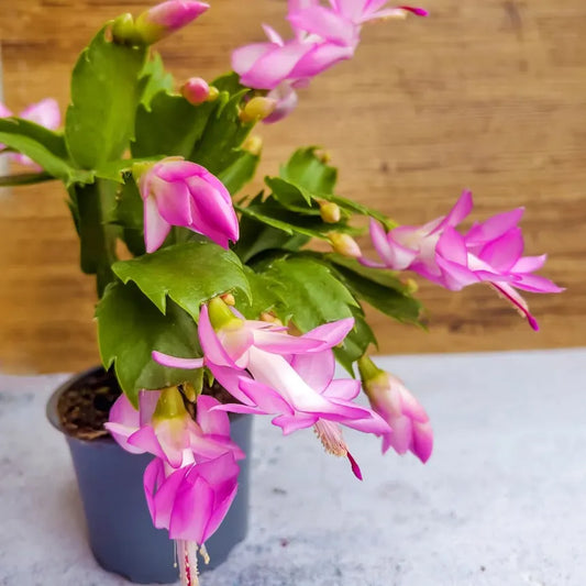 Thanksgiving Cactus Complete Guide