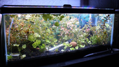 Are Fish Tanks Hard to Take Care Of? A Comprehensive Guide