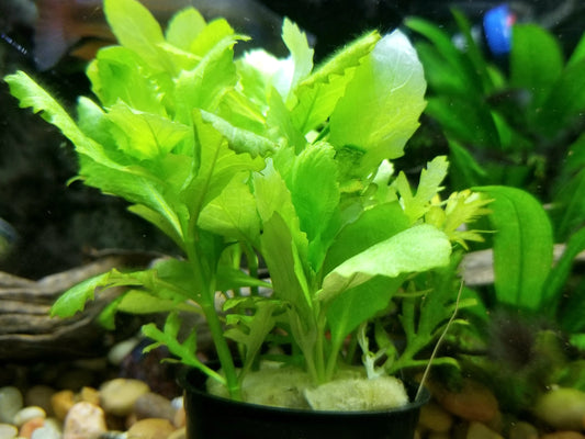 Water Wisteria Live Aquarium Plant Complete Guide