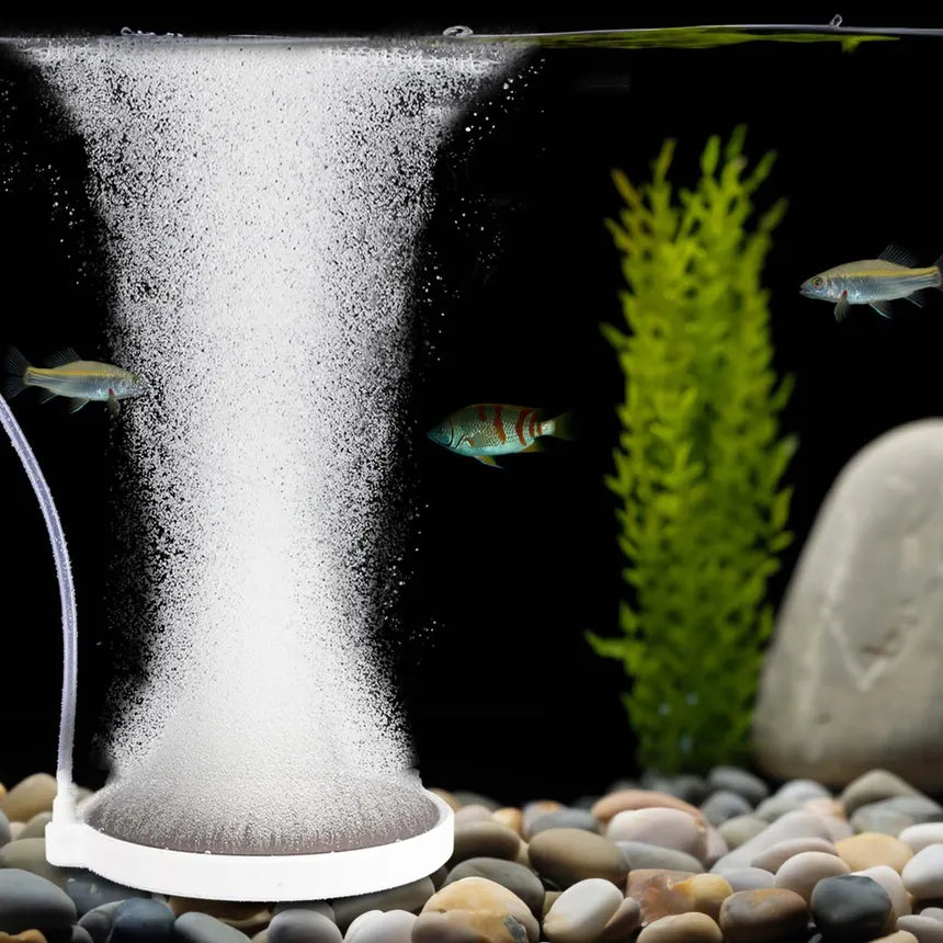 Do Fish Tanks Need a Bubbler?