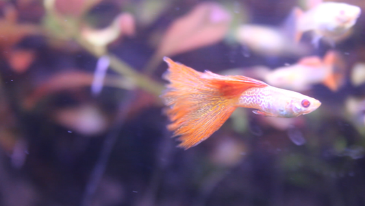 Albino Red Lace Guppy Complete Guide