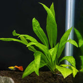 Amazon Sword Live Aquarium Plant Complete Guide