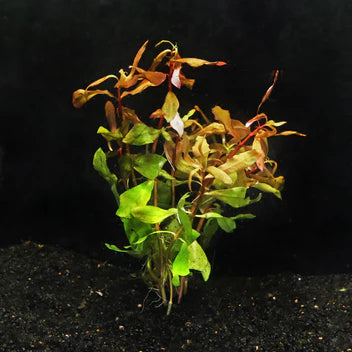 Ammannia Gracilis Live Aquarium Plant Complete Guide