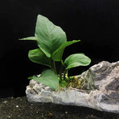 Anubias Barteri Live Aquarium Plant Complete Guide