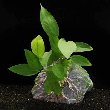 Anubias Hastifolia Live Aquarium Plant Complete Guide