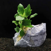 Anubias Nana Live Aquarium Plant Complete Guide