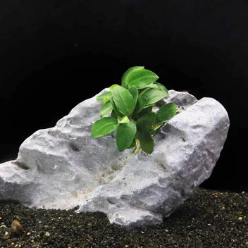 Anubias Nana Petite Live Aquarium Plant Complete Guide