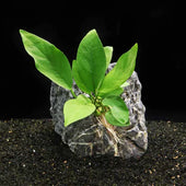 Anubias Nangi Live Aquarium Plant Complete Guide