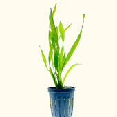 Corkscrew Vallisneria Live Aquarium Plant Complete Guide