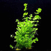 Baby Tears Live Aquarium Plant Complete Guide