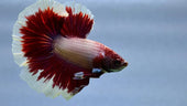 A Complete Guide On How to Care for Betta Fish