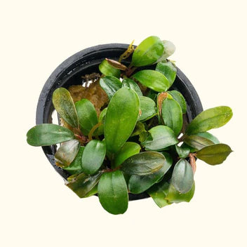 Bucephalandra Black Pearl Live Aquarium Plant Complete Guide