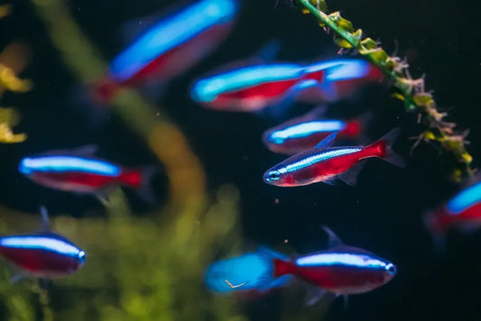 A Complete Guide On How to Care for Cardinal Tetra