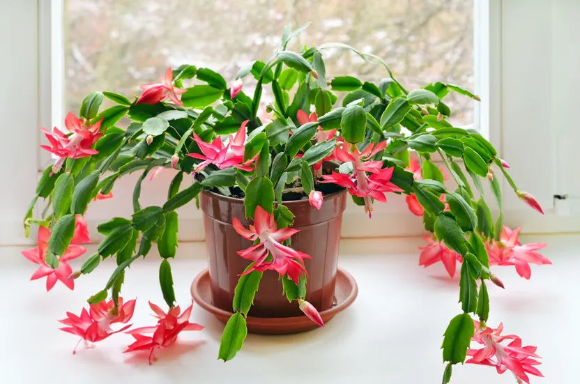 Christmas Cactus Complete Guide