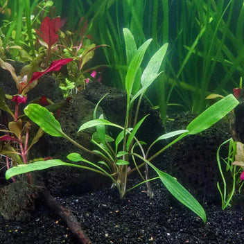 Cryptocoryne Lucens Live Aquarium Plant Complete Guide