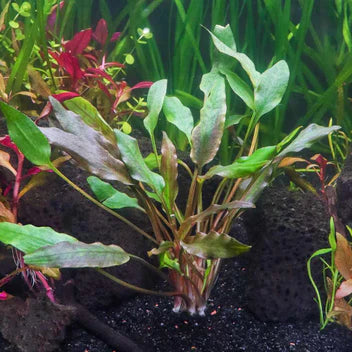 Cryptocoryne Lutea Live Aquarium Plant Complete Guide