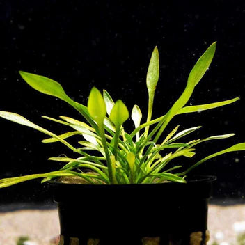 Cryptocoryne Parva Live Aquarium Plant Complete Guide