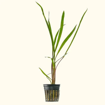 Cryptocoryne Spiralis Live Aquarium Plant Complete Guide