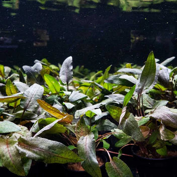 Cryptocoryne Tropica Live Aquarium Plant Complete Guide