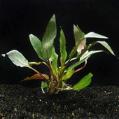 Cryptocoryne Undulata Live Aquarium Plant Complete Guide