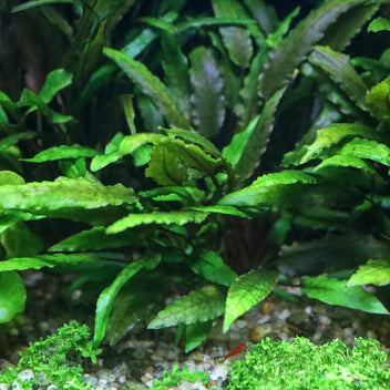 Cryptocoryne Wendtii Green Live Aquarium Plant Complete Guide