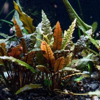 Cryptocoryne Wendtii Red Live Aquarium Plant Complete Guide