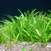 Dwarf Chain Sword Live Aquarium Plant Complete Guide