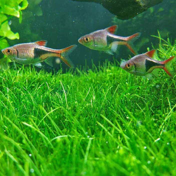 Dwarf Hairgrass Live Aquarium Plant Complete Guide